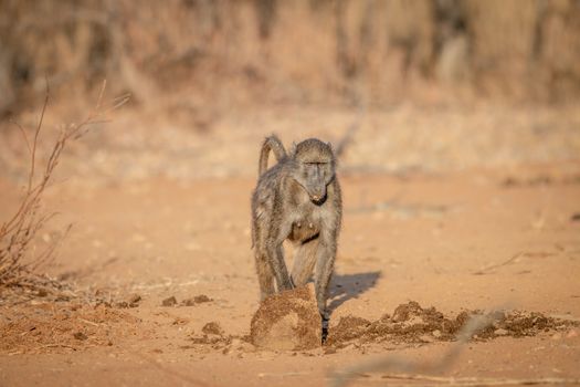 Chacma baboon walking in the bush in the Welgevonden game reserve, South Africa.