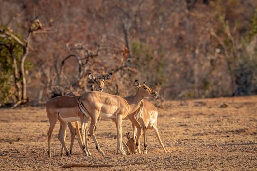 Small herd of Impalas standing in the grass in the Welgevonden game reserve, South Africa.