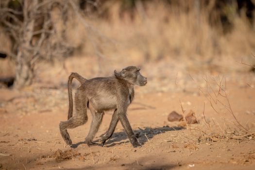 Chacma baboon walking in the bush in the Welgevonden game reserve, South Africa.