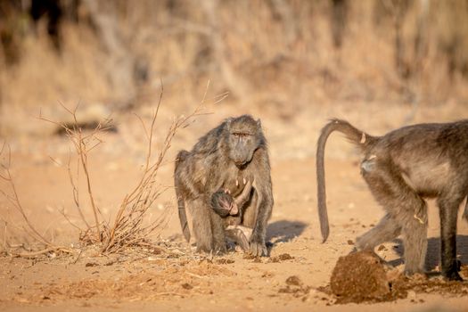 Chacma baboon with a baby walking towards the camera in the Welgevonden game reserve, South Africa.