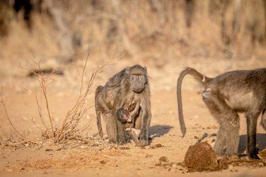 Chacma baboon with a baby walking towards the camera in the Welgevonden game reserve, South Africa.