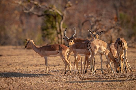 Herd of Impalas standing in the grass in the Welgevonden game reserve, South Africa.