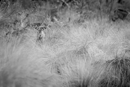 Waterbuck starring from behind high grass in black and white in the Welgevonden game reserve, South Africa.