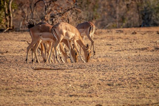 Small herd of Impalas standing in the grass in the Welgevonden game reserve, South Africa.