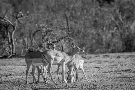 Small herd of Impalas standing in the grass in black and white in the Welgevonden game reserve, South Africa.