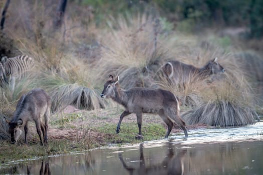 Waterbuck crossing a small river in the Welgevonden game reserve, South Africa.