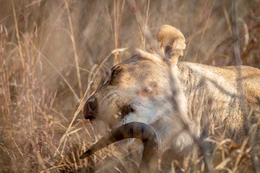 Lioness feeding on a Blue wildebeest in the Welgevonden game reserve, South Africa.