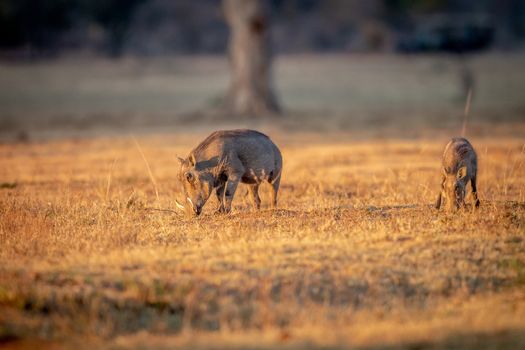 Warthog standing in the grass and grazing in the Welgevonden game reserve, South Africa.