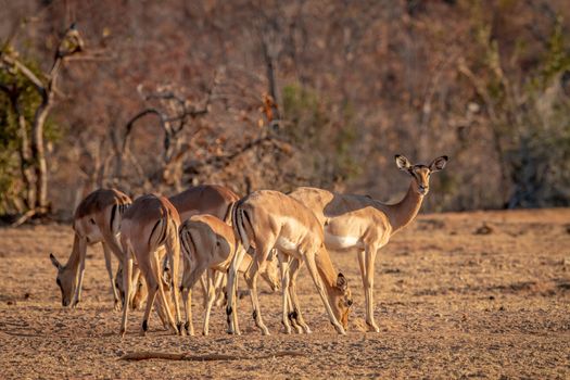 Small herd of Impalas standing in the grass in the Welgevonden game reserve, South Africa.