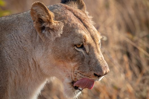 Close up of a Lioness in the bush in the Welgevonden game reserve, South Africa.