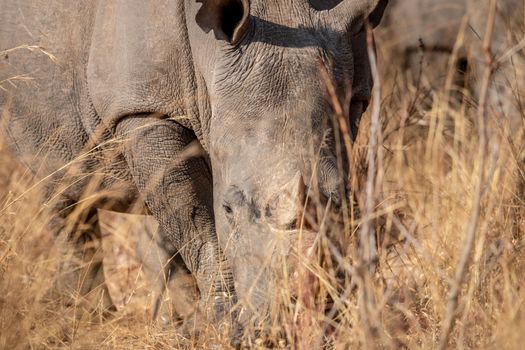 Big White rhino grazing in the high grass in the Welgevonden game reserve, South Africa.