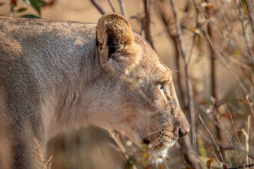 Side profile of a Lioness in the Welgevonden game reserve, South Africa.