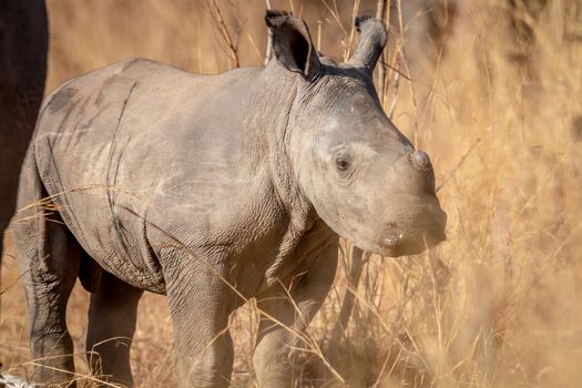 Baby White rhino calf in the high grass in the Welgevonden game reserve, South Africa.