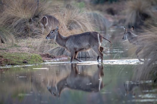 Waterbuck crossing a small river in the Welgevonden game reserve, South Africa.