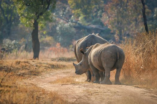 White rhinos walking on the road, South Africa.