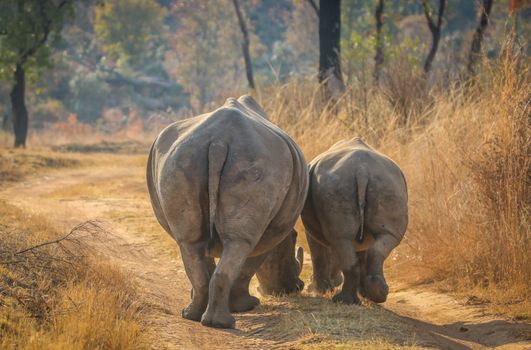 White rhinos walking on the road, South Africa.