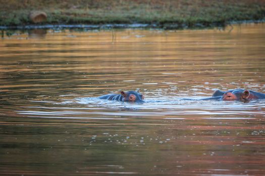 Hippos standing in the water in the Welgevonden game reserve, South Africa.