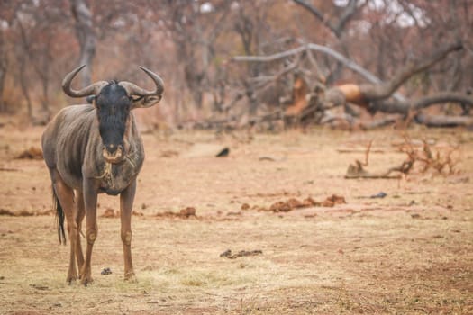 Blue wildebeest standing in the grass and eating in the Welgevonden game reserve, South Africa.