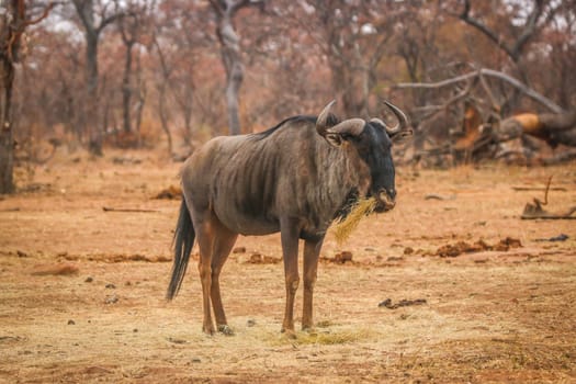 Blue wildebeest standing in the grass and eating in the Welgevonden game reserve, South Africa.