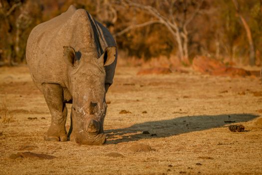 Big White rhino grazing in the golden light, South Africa.