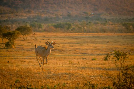 Young male Kudu running in the bush in the Welgevonden game reserve, South Africa.