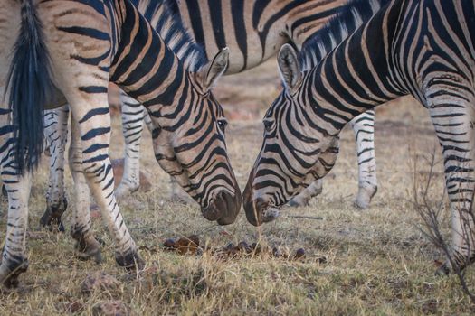 Two Zebras smelling each other in the Welgevonden game reserve, South Africa.