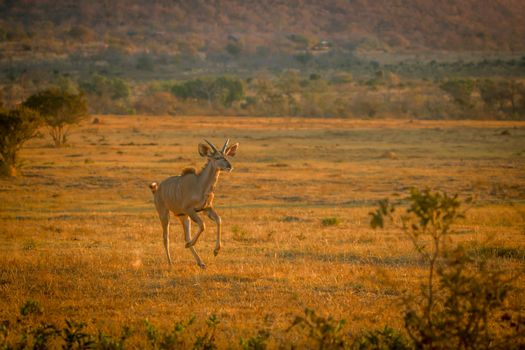 Young male Kudu running in the bush in the Welgevonden game reserve, South Africa.