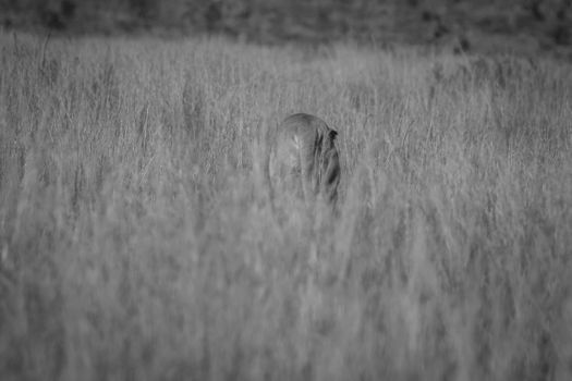 Lioness walking in the high grass in black and white in the Welgevonden game reserve, South Africa.