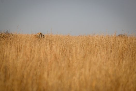 Lioness walking in the high grass in the Welgevonden game reserve, South Africa.