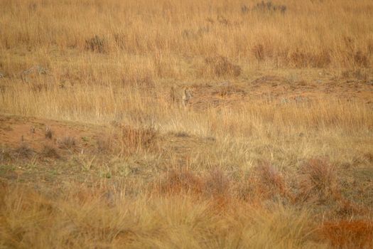 Lioness walking in the high grass in the Welgevonden game reserve, South Africa.