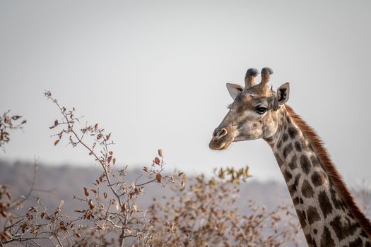 Side profile of a Giraffe in the Welgevonden game reserve, South Africa.