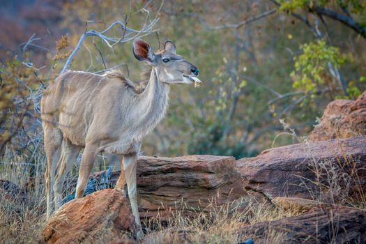 Female Kudu chewing on a bone in the Welgevonden game reserve, South Africa.