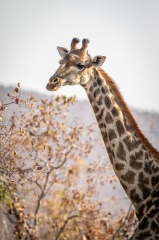 Side profile of a Giraffe in the Welgevonden game reserve, South Africa.