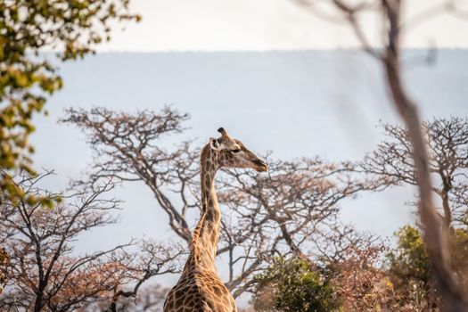 Giraffe standing in the African bush in the Welgevonden game reserve, South Africa.