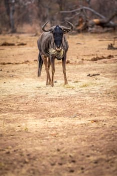 Blue wildebeest standing and eating in the Welgevonden game reserve, South Africa