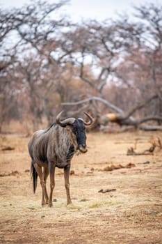Blue wildebeest standing and eating in the Welgevonden game reserve, South Africa