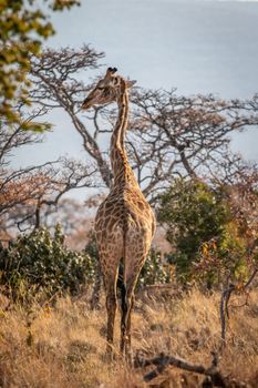 Giraffe standing in the African bush in the Welgevonden game reserve, South Africa.