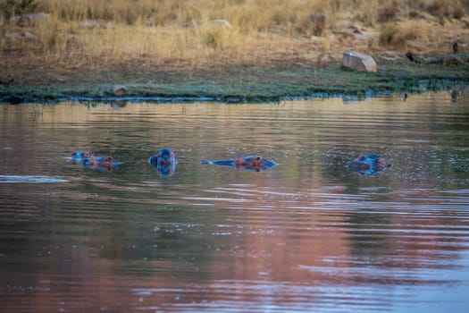 Hippos swimming in a water dam in the Welgevonden game reserve, South Africa.