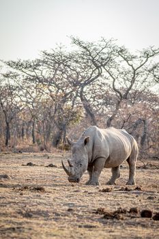 White rhino standing in the grass, South Africa.