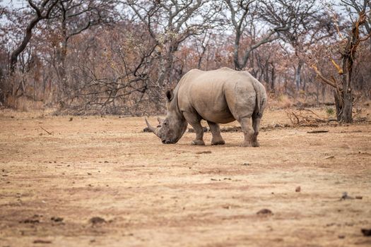 White rhino walking in the bush, South Africa.