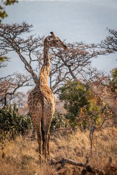 Giraffe standing in the African bush in the Welgevonden game reserve, South Africa.