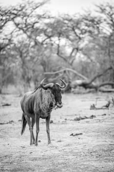 Blue wildebeest standing and eating in black and white in the Welgevonden game reserve, South Africa