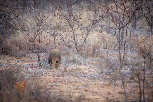 Aardvark walking away in the bush in the Welgevonden game reserve, South Africa.