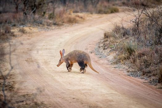 Aardvark crossing a bush road in the Welgevonden game reserve, South Africa.