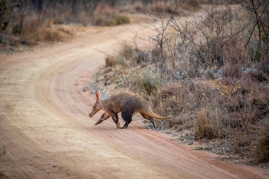 Aardvark crossing a bush road in the Welgevonden game reserve, South Africa.