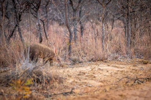 Aardvark walking in the bush in the Welgevonden game reserve, South Africa.