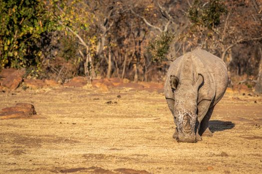 White rhino standing in the grass, South Africa.