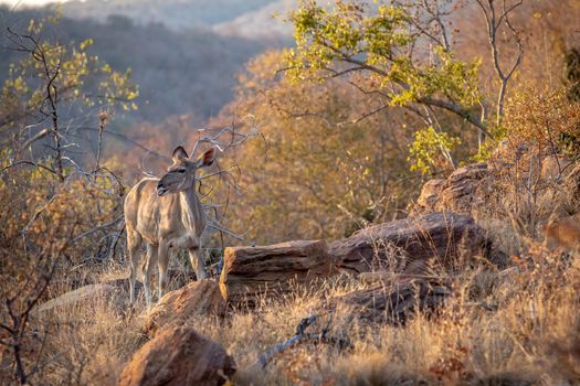 Kudu female chewing on a bone in the Welgevonden game reserve, South Africa.