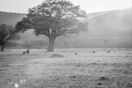 Sunset on a open plain with Chacma baboons in black and white in the Welgevonden game reserve, South Africa.