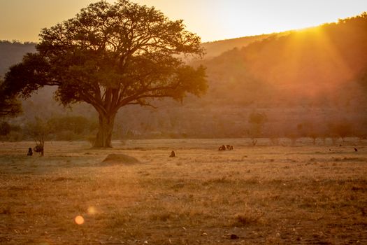 Sunset on a open plain with Chacma baboons in the Welgevonden game reserve, South Africa.